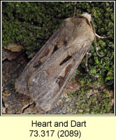 Heart and Dart, Agrotis exclamationis