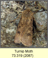 Turnip Moth, Agrotis segetum