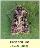 Heart and Club, Agrotis clavis