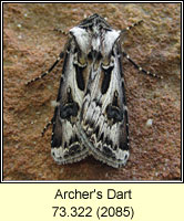 Archer's Dart, Agrotis vestigialis