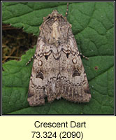 Crescent Dart, Agrotis trux lunigera