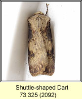 Shuttle-shaped Dart, Agrotis puta