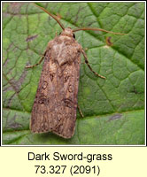 Dark Sword-grass, Agrotis ipsilon