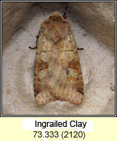 Ingrailed Clay, Diarsia mendica