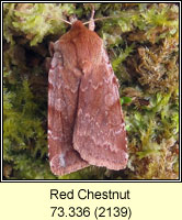 Red Chestnut, Cerastis rubricosa