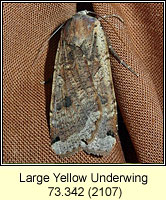 Large Yellow Underwing, Noctua pronuba