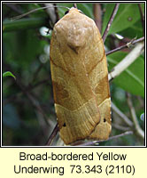 Broad-bordered Yellow Underwing, Noctua fimbriata