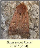 Square-spot Rustic, Xestia xanthographa