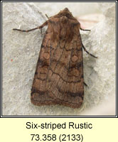Six-striped Rustic, Xestia sexstrigata