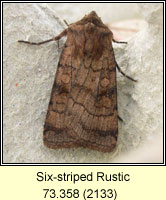 Six-striped Rustic, Xestia sexstrigata