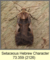 Setaceous Hebrew Character, Xestia c-nigrum