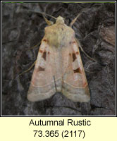 Autumnal Rustic, Eugnorisma glareosa