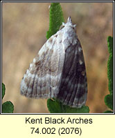 Kent Black Arches, Meganola albula