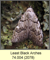 Least Black Arches, Nola confusalis