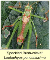 Speckled Bush-cricket, Leptophyes punctatissima