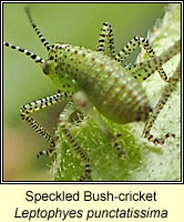 Speckled Bush-cricket, Leptophyes punctatissima