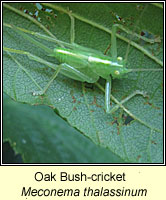 Oak Bush-cricket, Meconema thalassinum