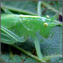 Oak Bush-cricket, Meconema thalassinum