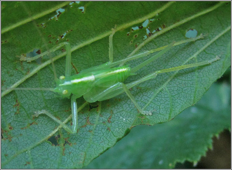 Oak Bush-cricket, Meconema thalassinum