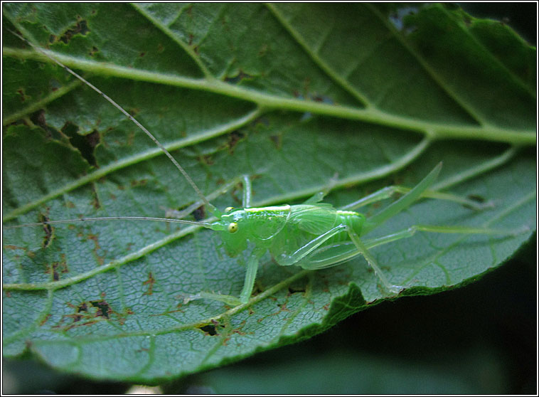 Oak Bush-cricket, Meconema thalassinum