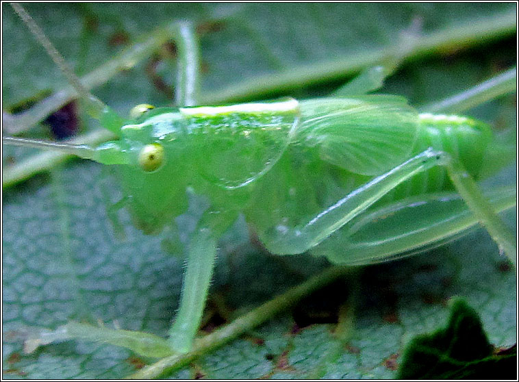 Oak Bush-cricket, Meconema thalassinum