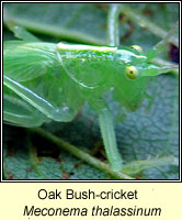 Oak Bush-cricket, Meconema thalassinum