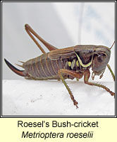 Roesel's Bush-cricket, Metrioptera roeselii