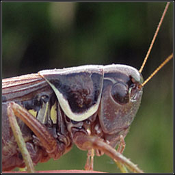 Roesel's Bush-cricket, Metrioptera roeselii