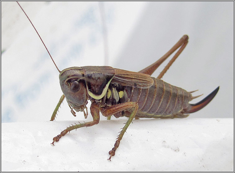 Roesel's Bush-cricket, Metrioptera roeselii