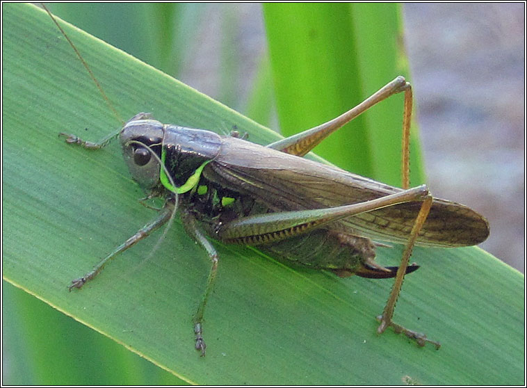 Roesel's Bush-cricket, Metrioptera roeselii