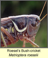 Roesel's Bush-cricket, Metrioptera roeselii