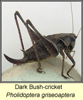 Dark Bush-cricket, Pholidoptera griseoaptera