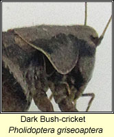 Dark Bush-cricket, Pholidoptera griseoaptera