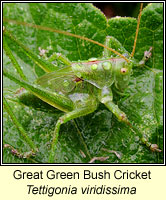Great Green Bush Cricket, Tettigonia viridissima