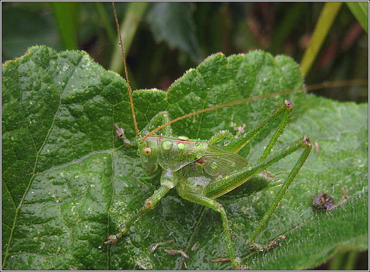 Great Green Bush Cricket, Tettigonia viridissima