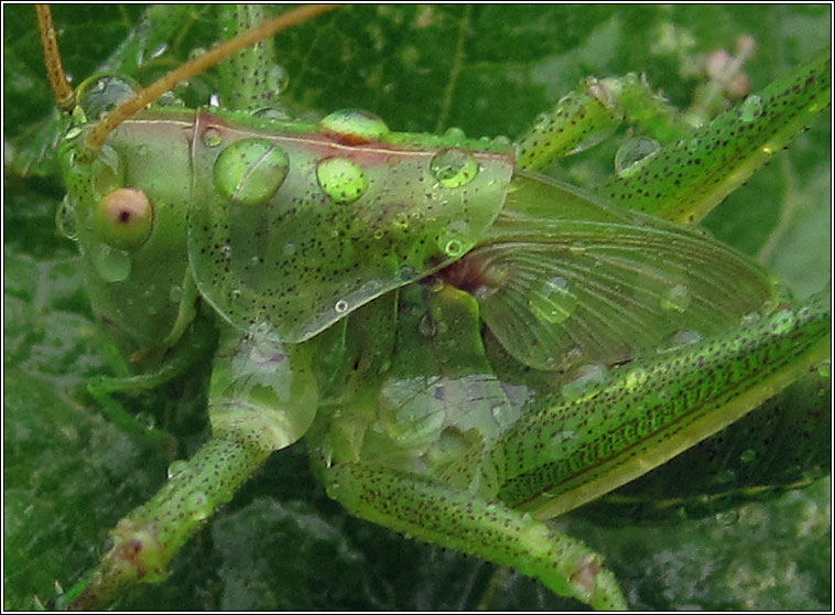 Great Green Bush Cricket, Tettigonia viridissima