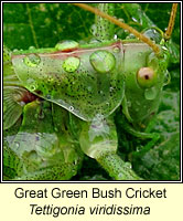 Great Green Bush Cricket, Tettigonia viridissima