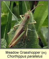 Meadow Grasshopper, Chorthippus parallelus