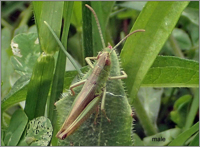 Meadow Grasshopper, Chorthippus parallelus