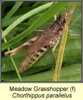 Meadow Grasshopper, Chorthippus parallelus