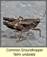 Common Groundhopper, Tetrix undulata