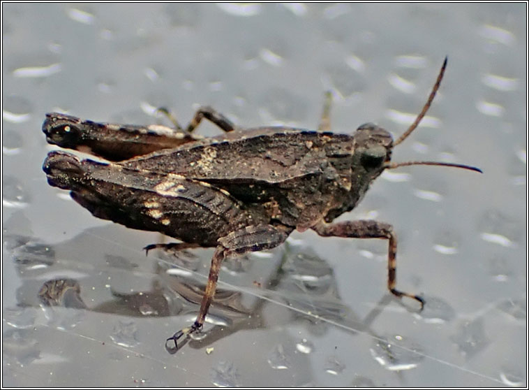 Common Groundhopper, Tetrix undulata