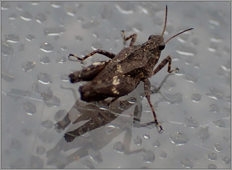 Common Groundhopper, Tetrix undulata