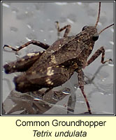 Common Groundhopper, Tetrix undulata