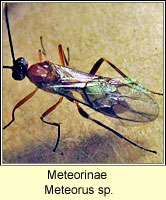 Meteorinae, Meteorus