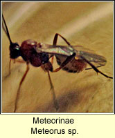 Meteorinae, Meteorus