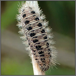 Aleiodes bicolor Q