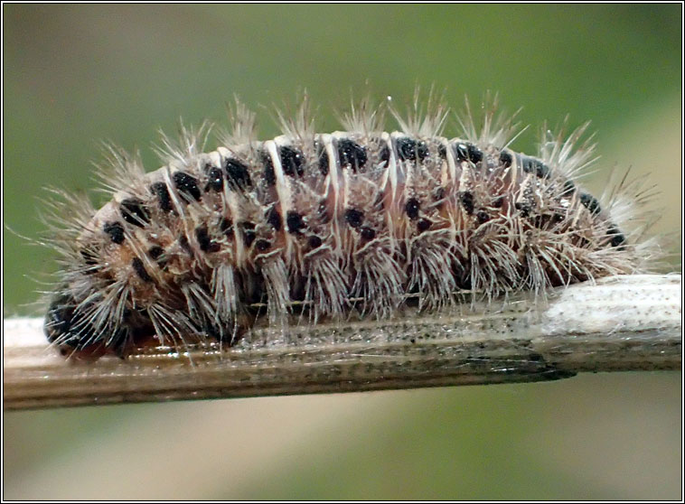 Aleiodes bicolor Q