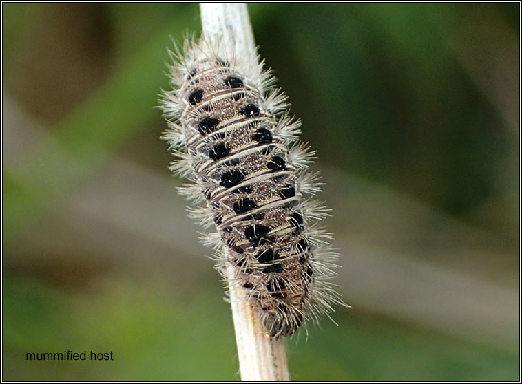 Aleiodes bicolor Q