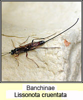 Banchinae, Lissonota cruentata